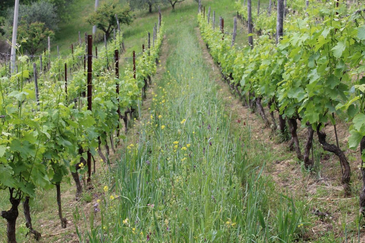 Agriturismo La Rovere Cossano Belbo 외부 사진